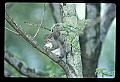 10120-00002-Squirrels, General-Gray Squirrel, Sciurus carolinensis.jpg