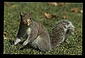10120-00003-Squirrels, General-Gray Squirrel, Sciurus carolinensis.jpg