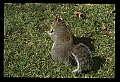 10120-00004-Squirrels, General-Gray Squirrel, Sciurus carolinensis.jpg