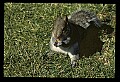 10120-00006-Squirrels, General-Gray Squirrel, Sciurus carolinensis.jpg