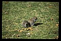 10120-00007-Squirrels, General-Gray Squirrel, Sciurus carolinensis.jpg