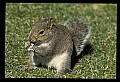10120-00008-Squirrels, General-Gray Squirrel, Sciurus carolinensis.jpg