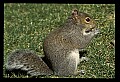 10120-00010-Squirrels, General-Gray Squirrel, Sciurus carolinensis.jpg