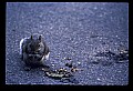 10120-00011-Squirrels, General-Gray Squirrel, Sciurus carolinensis.jpg