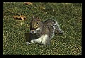 10120-00013-Squirrels, General-Gray Squirrel, Sciurus carolinensis.jpg