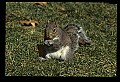 10120-00014-Squirrels, General-Gray Squirrel, Sciurus carolinensis.jpg