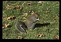 10120-00017-Squirrels, General-Gray Squirrel, Sciurus carolinensis.jpg