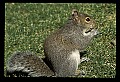 10120-00018-Squirrels, General-Gray Squirrel, Sciurus carolinensis.jpg