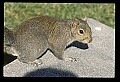 10120-00022-Squirrels, General-Gray Squirrel, Sciurus carolinensis.jpg