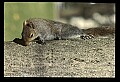 10120-00024-Squirrels, General-Gray Squirrel, Sciurus carolinensis.jpg