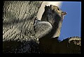 10120-00032-Squirrels, General-Gray Squirrel, Sciurus carolinensis.jpg