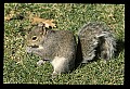 10120-00033-Squirrels, General-Gray Squirrel, Sciurus carolinensis.jpg