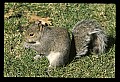 10120-00034-Squirrels, General-Gray Squirrel, Sciurus carolinensis.jpg