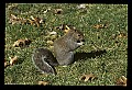 10120-00035-Squirrels, General-Gray Squirrel, Sciurus carolinensis.jpg