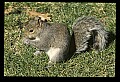 10120-00036-Squirrels, General-Gray Squirrel, Sciurus carolinensis.jpg