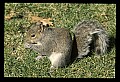 10120-00037-Squirrels, General-Gray Squirrel, Sciurus carolinensis.jpg