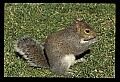 10120-00038-Squirrels, General-Gray Squirrel, Sciurus carolinensis.jpg