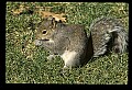 10120-00039-Squirrels, General-Gray Squirrel, Sciurus carolinensis.jpg