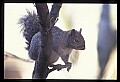 10120-00040-Squirrels, General-Gray Squirrel, Sciurus carolinensis.jpg