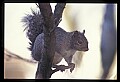 10120-00042-Squirrels, General-Gray Squirrel, Sciurus carolinensis.jpg