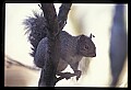 10120-00043-Squirrels, General-Gray Squirrel, Sciurus carolinensis.jpg