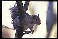 10120-00044-Squirrels, General-Gray Squirrel, Sciurus carolinensis.jpg