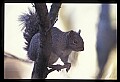 10120-00045-Squirrels, General-Gray Squirrel, Sciurus carolinensis.jpg