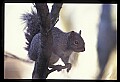 10120-00046-Squirrels, General-Gray Squirrel, Sciurus carolinensis.jpg