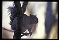 10120-00047-Squirrels, General-Gray Squirrel, Sciurus carolinensis.jpg