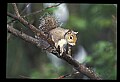 10120-00055-Squirrels, General-Gray Squirrel, Sciurus carolinensis.jpg