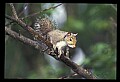 10120-00056-Squirrels, General-Gray Squirrel, Sciurus carolinensis.jpg