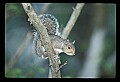10120-00058-Squirrels, General-Gray Squirrel, Sciurus carolinensis.jpg