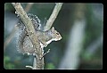 10120-00065-Squirrels, General-Gray Squirrel, Sciurus carolinensis.jpg