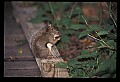 10120-00071-Squirrels, Red Squirrel, Tamiasciurus hudsonicus.jpg