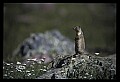 10120-00081-Squirrels, Columbian Ground Squirrel, Spermophilus columbianus.jpg