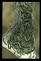 10200-00001-Caterpillars, Worms.jpg