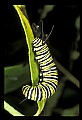 10200-00009-Caterpillars, Worms.jpg