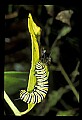 10200-00013-Caterpillars, Worms.jpg