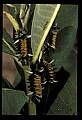 10200-00016-Caterpillars, Worms.jpg