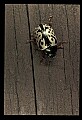 10209-00010-Beetles.jpg