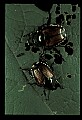 10209-00012-Beetles.jpg