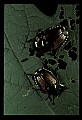 10209-00013-Beetles.jpg