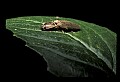 10209-00015-Beetles.jpg