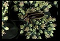 10209-00018-Beetles.jpg