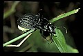 10209-00021-Beetles.jpg