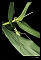 10210-00001-Grasshoppers, Crickets and Cicadas.jpg