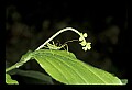 10210-00005-Grasshoppers, Crickets and Cicadas.jpg