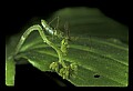 10210-00008-Grasshoppers, Crickets and Cicadas.jpg