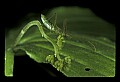 10210-00009-Grasshoppers, Crickets and Cicadas.jpg