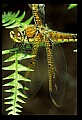 10214-00002-Dragonflies, Damselflies.jpg